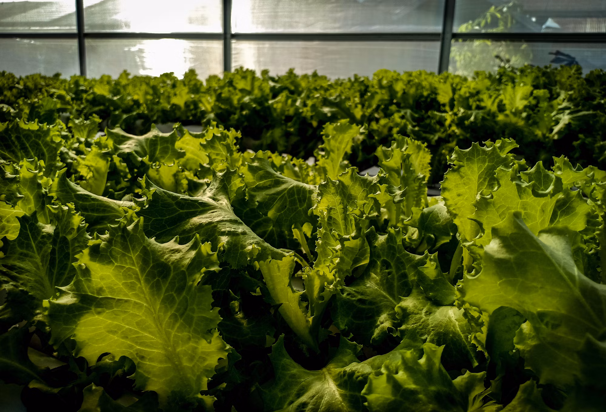Exploring the Vibrant World of Vegetables: Types, Benefits, and Culinary Uses